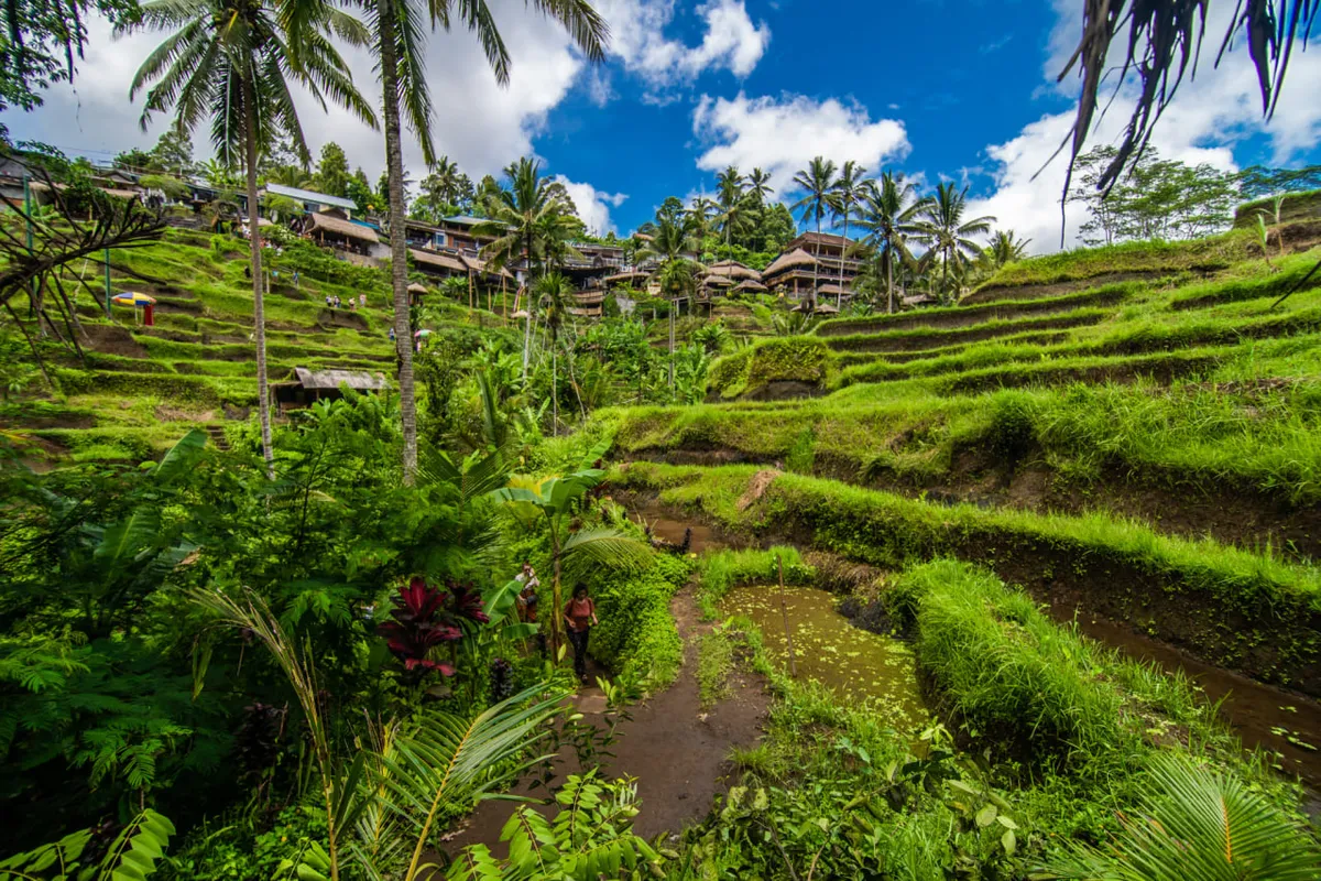 ubud green fields