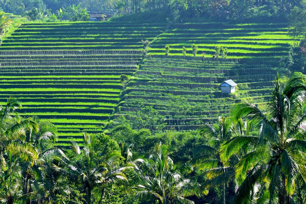 Tabanan rice terraces