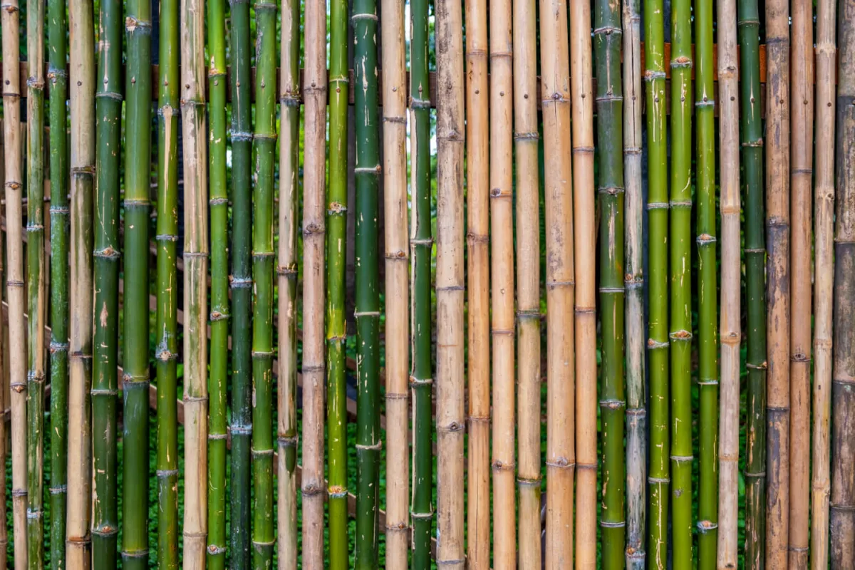 bamboo material